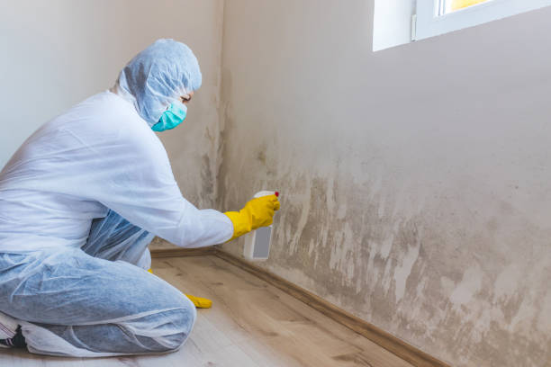 Licensed Mold Remediation service in Denton, NC - Mold Remediation HQ